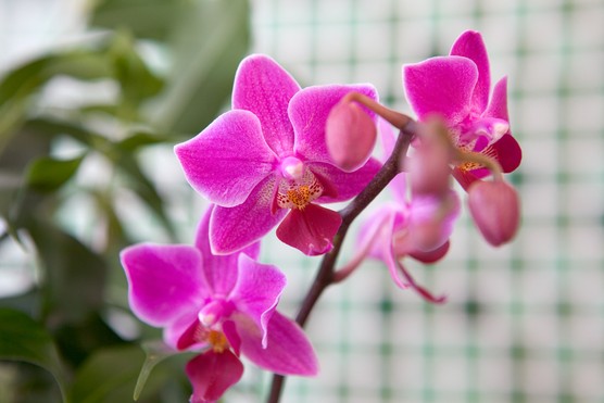 Pink flowers of moth orchid. Sarah Cuttle