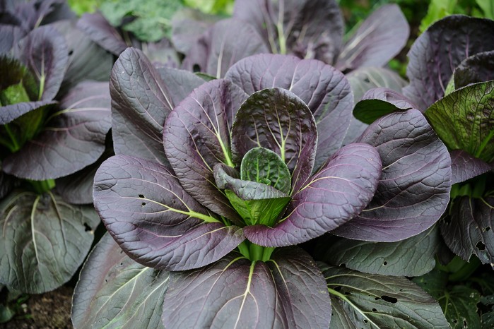 Pak choi 'Rubi F1'. Jason Ingram