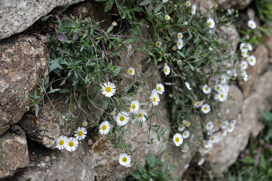 Erigeron karvinskianus