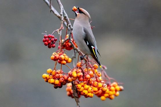 Waxwing eating berries. Getty Images