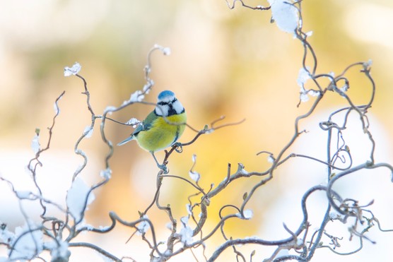 Blue tit on a snowy branch. Getty Images