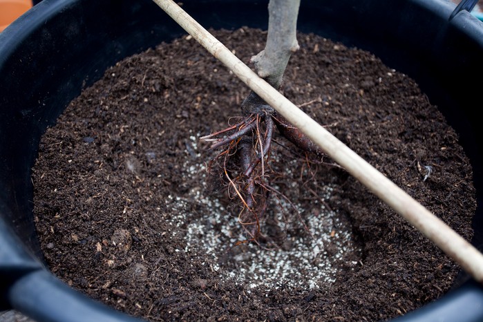 Tree with a compact rootstock. Paul Debois