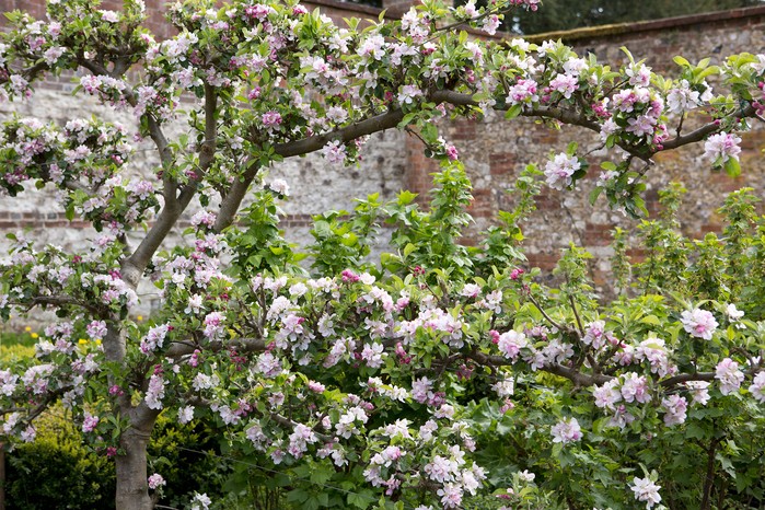 Trained fruits trees. Sarah Cuttle