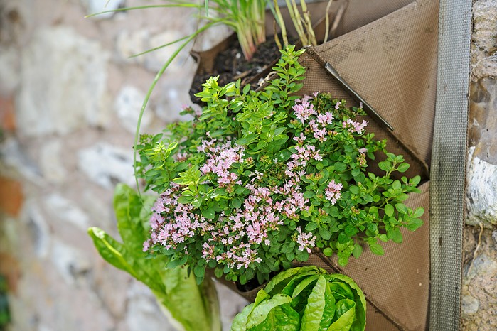 Herbs and salads in a hanging planter