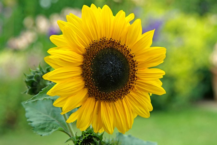 Sunflower head. Tim Sandall