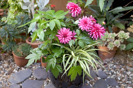 Spidre plant, dahlia and fatsia in a container display. Sarah Cuttle