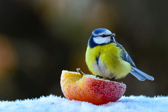 A blue tit perched on half an apple in the snow. Getty Images