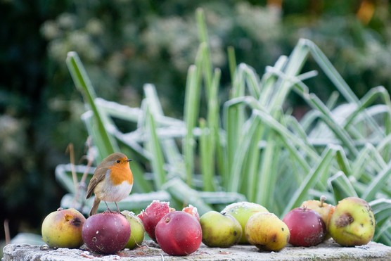 Robin perched on discarded apples. Getty Images
