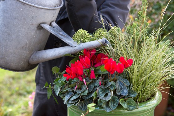 Watering a container. Jason Ingram