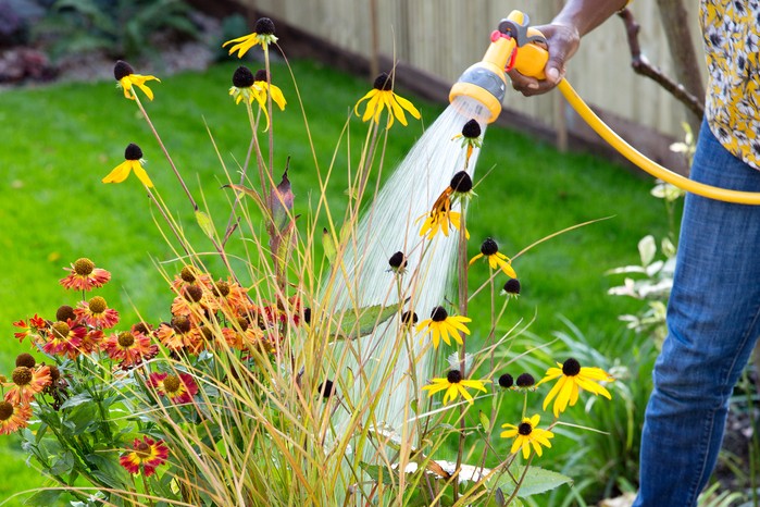 Watering in the plants in the container