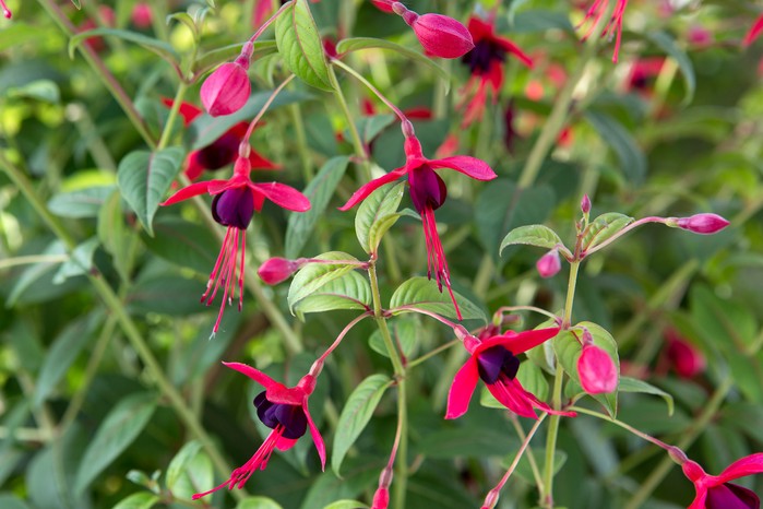 Fuchsia 'Lady Boothby'. Jason Ingram