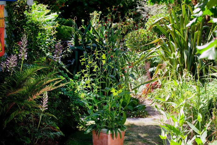 Summer container with nicotianas