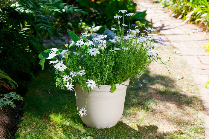 Daisy-filled summer container