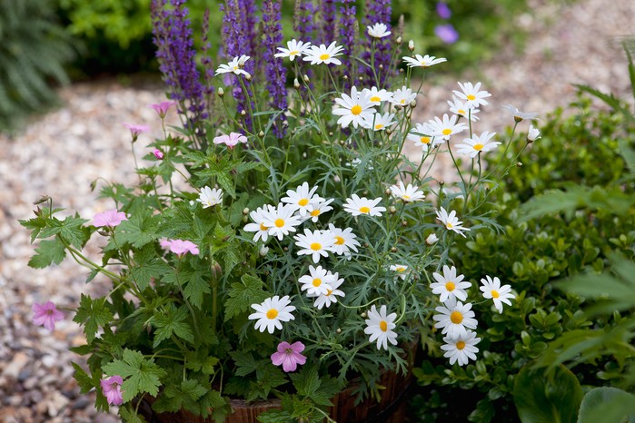 Container planted up with cottage garden plants