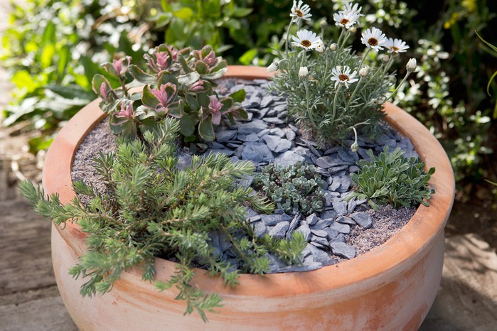 Terracotta pot with sun-loving succulents