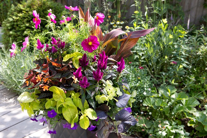 Green and purple summer container