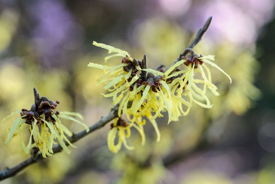 Pale yellow witch hazel flowers