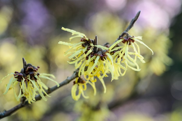 Pale yellow witch hazel flowers
