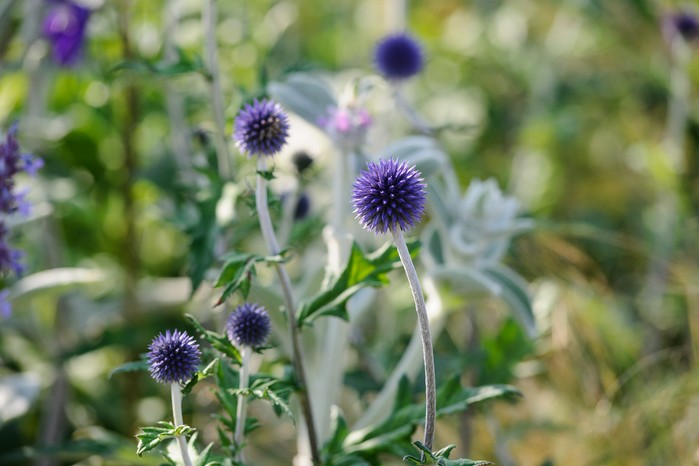 Globe thistles, Echinops