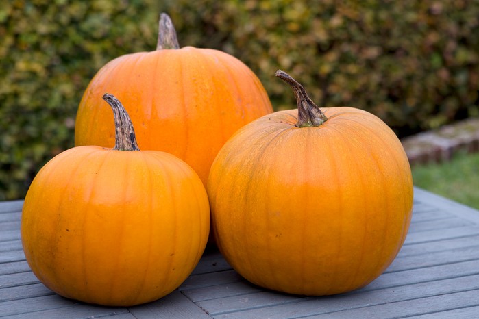 Pumpkins. Sarah Cuttle