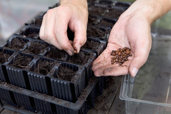 How to grow sweet peas - sowing sweet peas