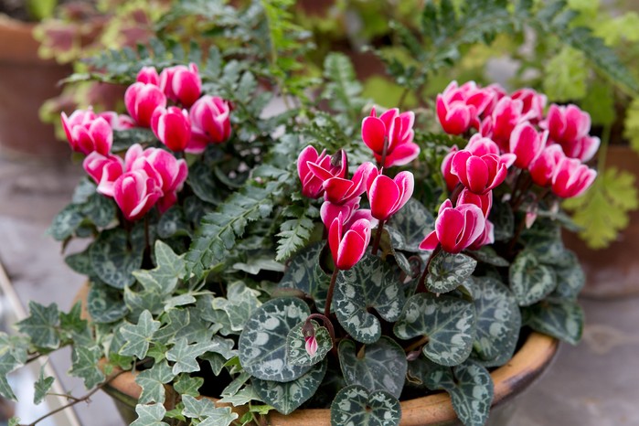 Cyclamen, fern and iris container