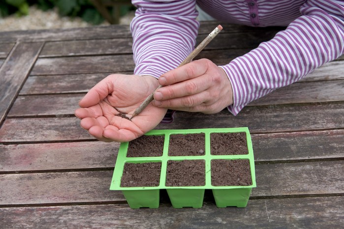 Sowing broccoli. Sarah Cuttle