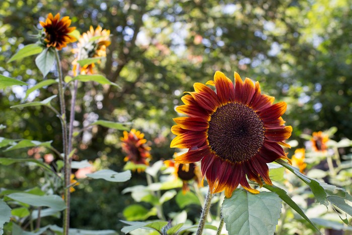 Helianthus 'Shock-o-Lat'. Paul Debois