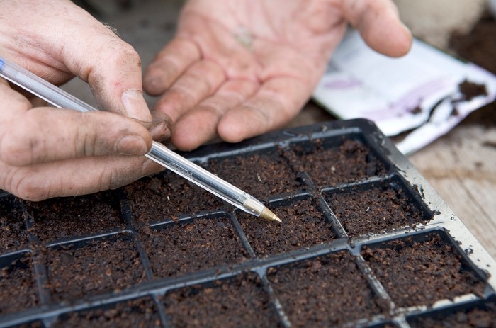 Sowing wildflower seeds with a biro. Sarah Cuttle