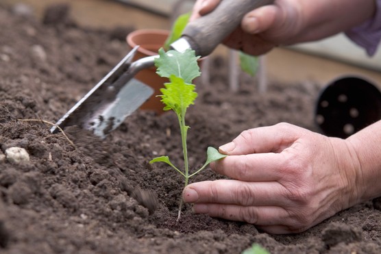 How to grow purple-sprouting broccoli
