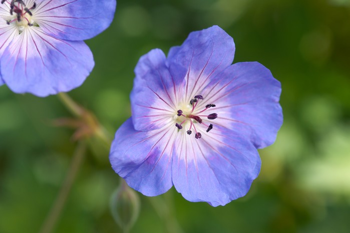 Hardy geranium 'Rozanne'. Torie Chugg