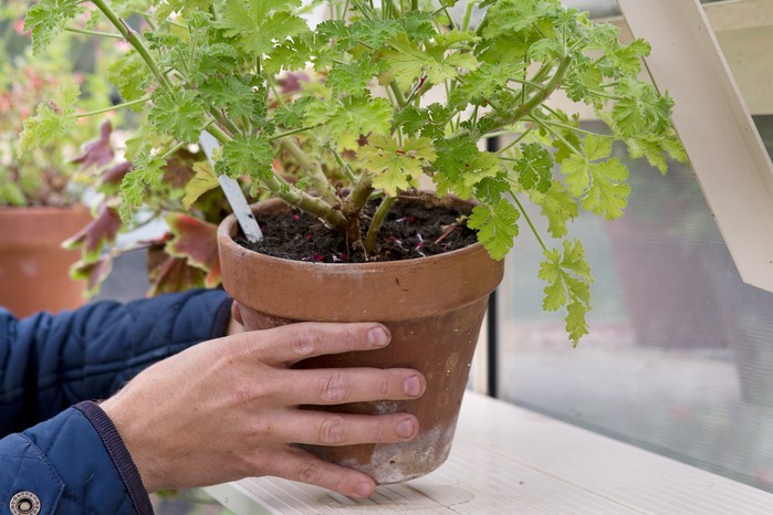 Tidy up pelargoniums