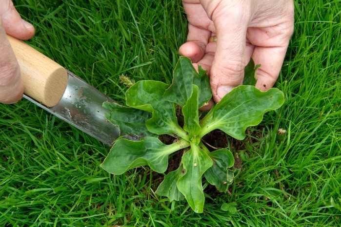 Removing plantain from a lawn