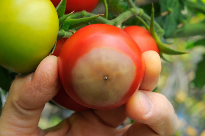 How to grow tomatoes - tomato with blossom end rot