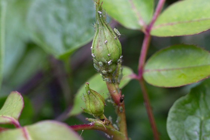 Rose bud covered with aphids