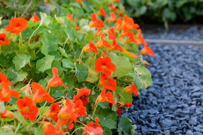 Nasturtiums used as edging plants. (Tropaeolum). Jason Ingram