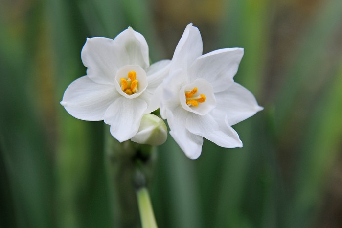 Narcissus papyraceus