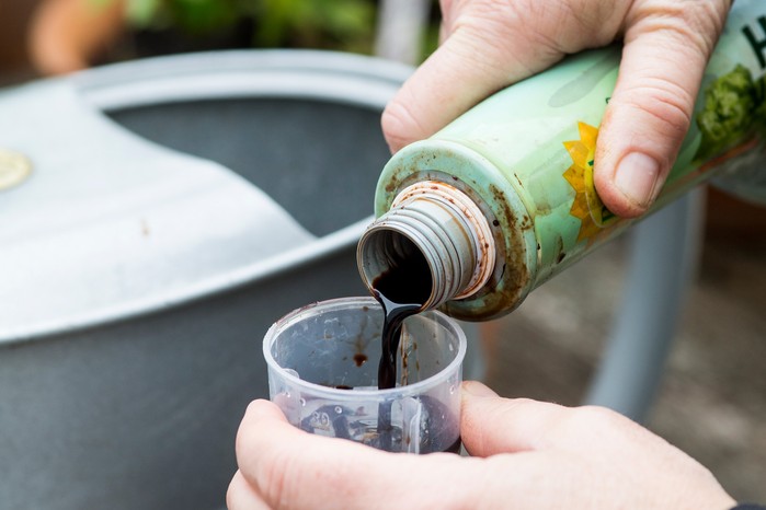 How to grow chillies - feeding chillies