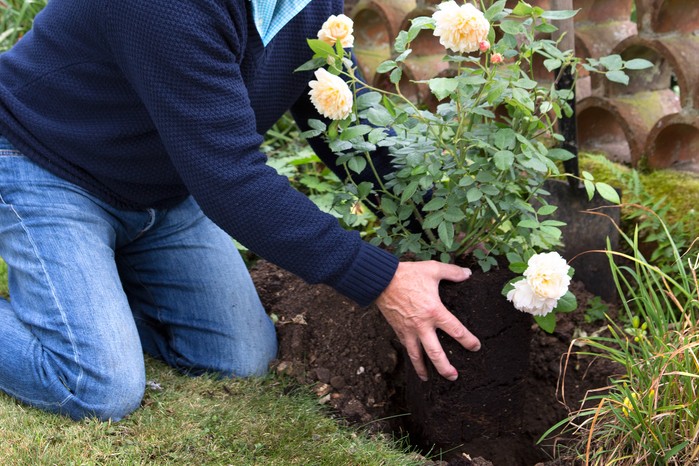 Planting a shrub rose in the ground