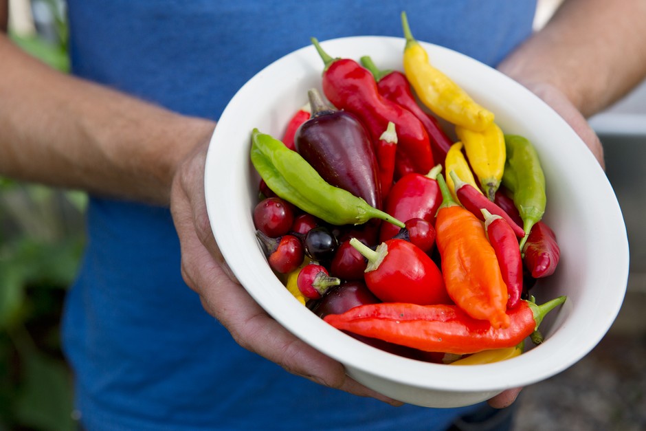 Harvesting chillies. Sarah Cuttle