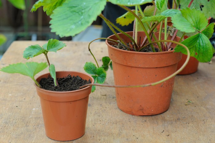 Propagating strawberries from runners