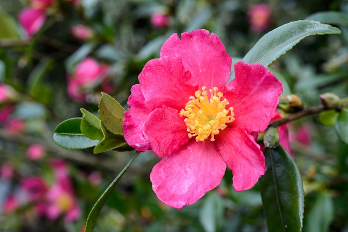 Camellia sasanqua 'Crimson King'