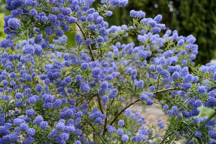 Ceanothus 'Concha'