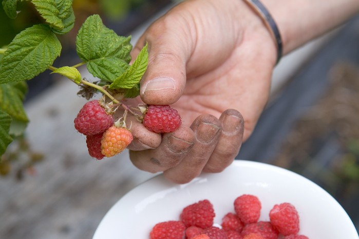 picking-raspberries-4