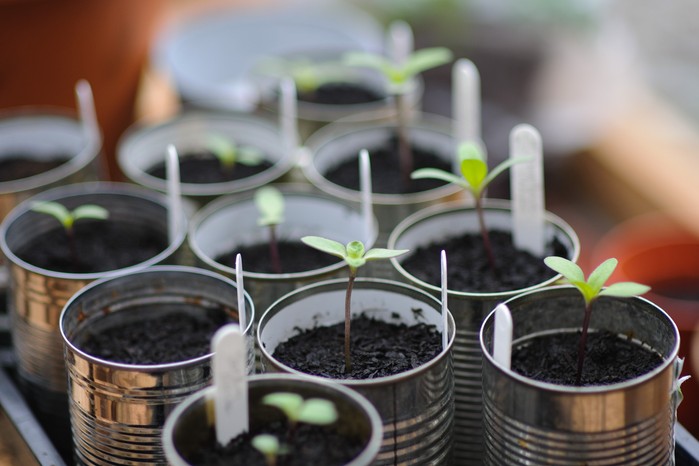 Sunflower seedlings in tin cans. Jason Ingram