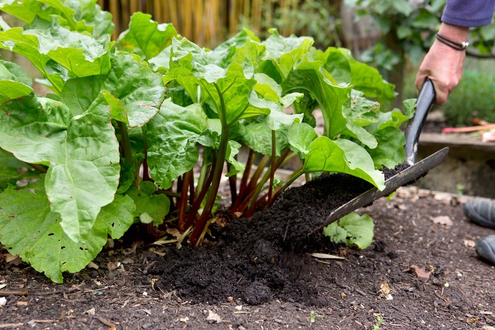 How to grow rhubarb - mulching rhubarb