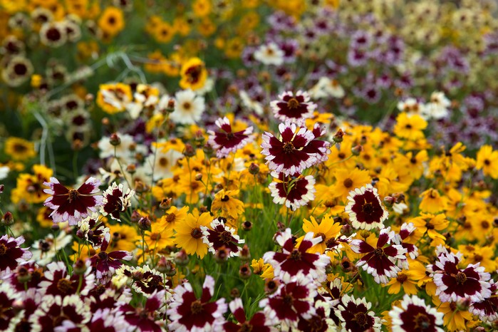 Coreopsis 'Incredible Dwarf Mix'. Sarah Cuttle