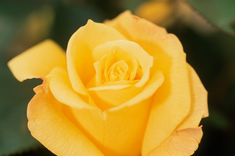 Rose 'Sweet Remembrance'