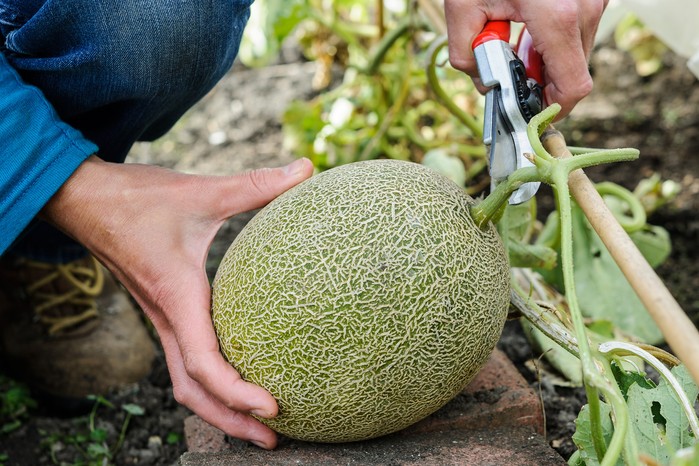 Harvesting Melon 'Bardot'. Jason Ingram