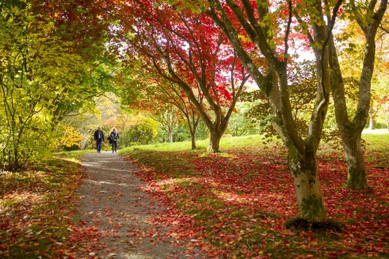 Bodnant Garden / Image: Chris Lacey